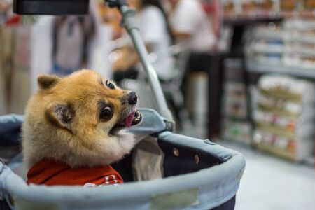 Bangkok, Thailand - July 2, 2016 : Unidentified asian dog owner with a dog feeling happy when owner and  pet (The dog) on shopping cart allowed to entrance for pets expo or exhibit hallのeditorial素材