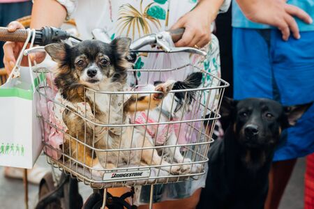 Bangkok, Thailand - December 19, 2015 : Unidentified asian dog owner with a dog feeling happy when...