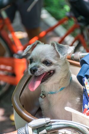 Dog so cute beige color mixed breed with Shih-Tzu, Pomeranian and Poodle on bicycle basket vintage style wait for vacation travel tripの写真素材