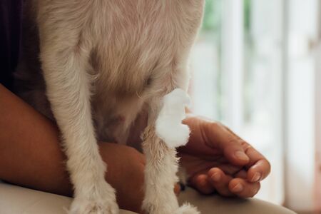 Dog broken leg sore with a bandage making by veterinarian doctor during the examination in veterinary clinicの写真素材