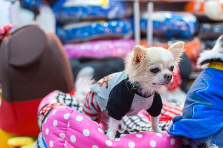 Bangkok, Thailand - July 2, 2016 : Unidentified asian dog owner with a dog feeling happy when owner and  pet (The dog) on shopping cart allowed to entrance for pets expo or exhibit hallのeditorial素材