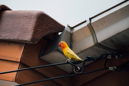 Bird (Lovebird, Disambiguation) Lovebirds are 13 to 17 cm. are among the smallest parrots, that are popular in aviculture perched on a tree in a nature wildの写真素材
