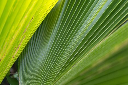 Greenery background, green color of nature plant and leaf environment greenery conceptの写真素材