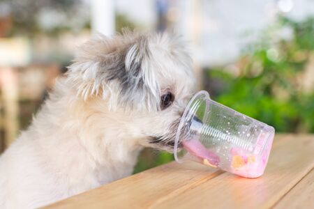 Dog so cute mixed breed with Shih-Tzu, Pomeranian and Poodle sitting at wooden table outdoor dessert restaurant waiting to eat ice cream or ice snowflake feed by people is a pet ownerの写真素材