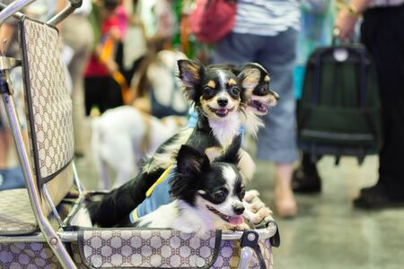 Bangkok, Thailand - July 2, 2016 : Unidentified asian dog owner with a dog feeling happy when owner...