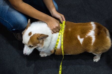 Dog so cute Pembroke Welsh Corgi breed fat body overweight from obesity and fatness check waist scale by soft tape measure or tapelineの写真素材