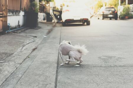 Dog so cute beige color mixed breed with Shih-Tzu, Pomeranian and Poodle peeing on floor when vacation travelの写真素材