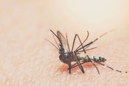 Macro of mosquito (Aedes aegypti) sucking blood close up on the human skin. Mosquito is carrier of Malaria, Encephalitis, Dengue and Zika virusの写真素材