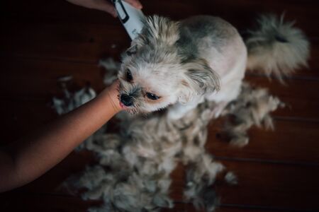 Grooming and haircut the dog fur of beige dog so cute mixed breed with Shih-Tzu, Pomeranian and Poodle by human with dog clipperの写真素材