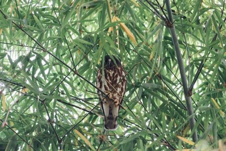 Bird (Northern Boobook, Ninox japonica) is a species of bird in the true owl family. It was split from the brown hawk-owl perched on a tree in a nature wildの写真素材