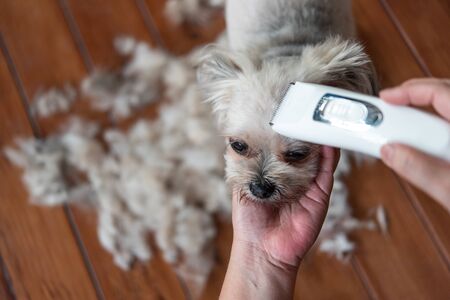 Grooming and haircut the dog fur of beige dog so cute mixed breed with Shih-Tzu, Pomeranian and...