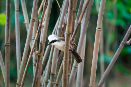 Bird (White-crested Laughingthrush, Garrulax leucolophus) brown and white and the black mask perched on a tree in a nature wildの写真素材