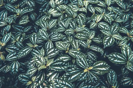 Greenery background, green color of nature plant and leaf environment greenery conceptの写真素材