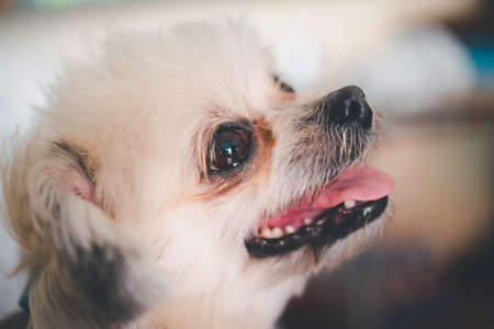 Dog so cute mixed breed with Shih-Tzu, Pomeranian and Poodle looking and waiting something with interest when vacation travelの写真素材