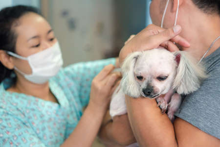 Bangkok, Thailand - May 16, 2020 : Unidentified dog or other pets get vaccinated against protect rabies and tick-borne diseases by veterinarian doctor during the examination in veterinary clinicのeditorial素材