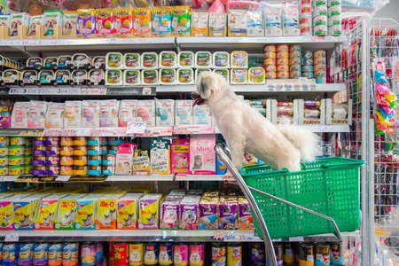 Bangkok, Thailand - April 8, 2017 : Dog so cute wait a pet owner shopping by selecting a variety accessories or pet food from pet goods shelf in petshop for her dog open daily for service everyday.のeditorial素材