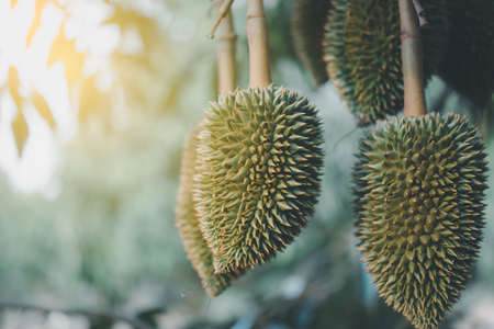 Durian is a king of fruit in Thailand and asia fruit have a spikes shell and sweet can buy at Thai street food and fruit market at agriculture farmの写真素材