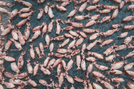 Dried sea squid or octopus premium grade is a seafood and food preservation prepared traditional food for sale at Thai street food market or restaurant in Bangkok Thailandの写真素材