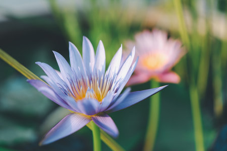 Lotus flower (Lotus, Water-lily, Tropical water-lily or Nymphaea nouchali) white and purple color, Naturally beautiful flowers in the gardenの写真素材
