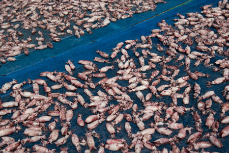 Dried sea squid or octopus premium grade is a seafood and food preservation prepared traditional food for sale at Thai street food market or restaurant in Bangkok Thailandの写真素材