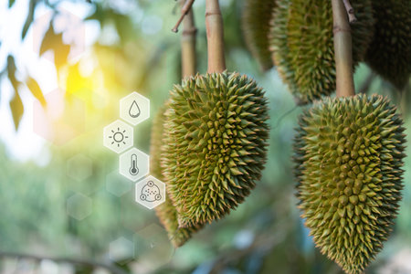 Smart farm digital icon and futuristic AI data infographic of Durian seedling or sapling durian is king of fruit in Thailand and asia fruit have spikes shell and sweet at agriculture farmの写真素材