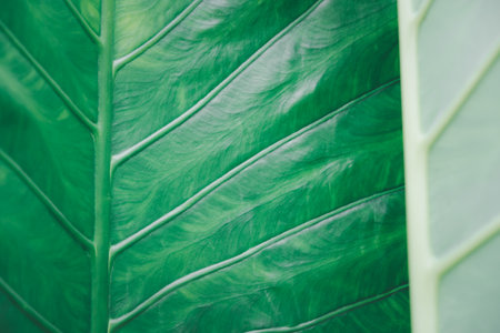 Greenery background, green color of nature plant and leaf environment greenery conceptの写真素材