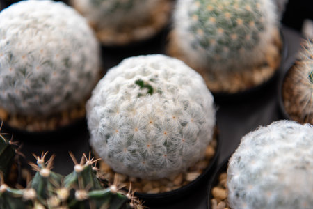 Cactus (Gymno ,Gymnocalycium) and Cactus flowers in cactus garden many size and colors popular use for decorative in house or flower shopの写真素材
