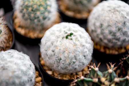 Cactus (Gymno ,Gymnocalycium) and Cactus flowers in cactus garden many size and colors popular use for decorative in house or flower shopの写真素材