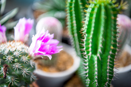 Cactus (Gymno ,Gymnocalycium) and Cactus flowers in cactus garden many size and colors popular use for decorative in house or flower shopの写真素材
