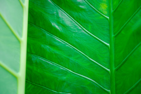 Greenery background, green color of nature plant and leaf environment greenery conceptの写真素材