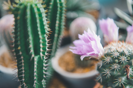 Cactus (Gymno ,Gymnocalycium) and Cactus flowers in cactus garden many size and colors popular use for decorative in house or flower shopの写真素材