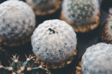 Cactus (Gymno ,Gymnocalycium) and Cactus flowers in cactus garden many size and colors popular use for decorative in house or flower shopの写真素材