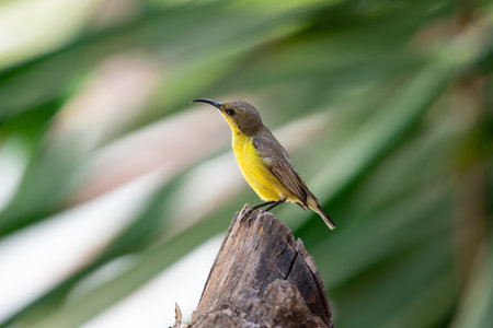 Bird (Olive-backed sunbird, Yellow-bellied sunbird) female yellow color perched on a tree in a nature wildの写真素材