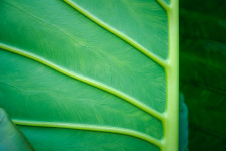 Greenery background, green color of nature plant and leaf environment greenery conceptの写真素材