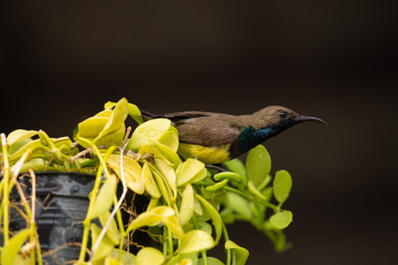Bird (Olive-backed sunbird, Yellow-bellied sunbird) male yellow color perched on a tree in a nature wildの写真素材