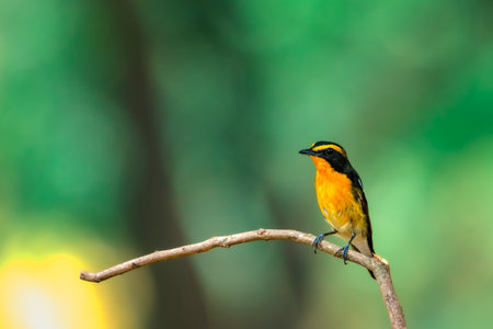 Bird (Narcissus Flycatcher, Ficedula narcissina) male black, orange, orange-yellow color perched on a tree in a nature wild and risk of extinctionの写真素材