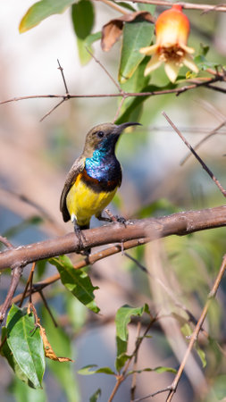Bird (Olive-backed sunbird, Yellow-bellied sunbird) male yellow color perched on a tree in a nature wildの写真素材