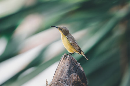 Bird (Olive-backed sunbird, Yellow-bellied sunbird) female yellow color perched on a tree in a nature wildの写真素材
