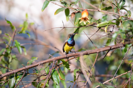 Bird (Olive-backed sunbird, Yellow-bellied sunbird) male yellow color perched on a tree in a nature wildの写真素材