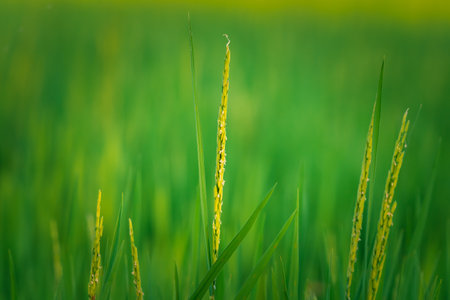 Landscape nature of rice field on rice paddy green color lush growing is a agriculture in asiaの写真素材