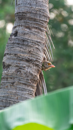 Bird (Lineated Barbet, Psilopogon lineatus, Megalaima lineata, Megalaimidae) Luminous green barbet with a streaked gray-brown head and a flesh-pink bill. Perched on a tree in a nature wildの写真素材