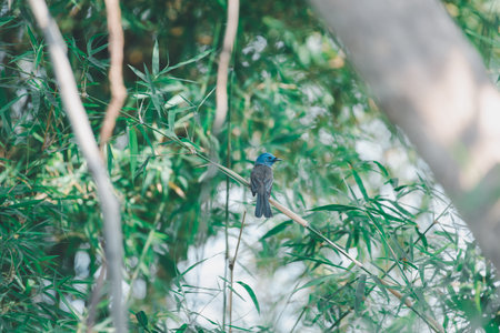 Bird (Black-naped Monarch , Black-naped Blue Flycatcher or Hypothymis Azurea) female black and blue color perched on a tree in a nature wildの写真素材