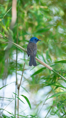Bird (Black-naped Monarch , Black-naped Blue Flycatcher or Hypothymis Azurea) female black and blue color perched on a tree in a nature wildの写真素材