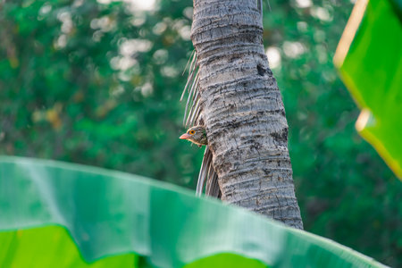 Bird (Lineated Barbet, Psilopogon lineatus, Megalaima lineata, Megalaimidae) Luminous green barbet with a streaked gray-brown head and a flesh-pink bill. Perched on a tree in a nature wildの写真素材