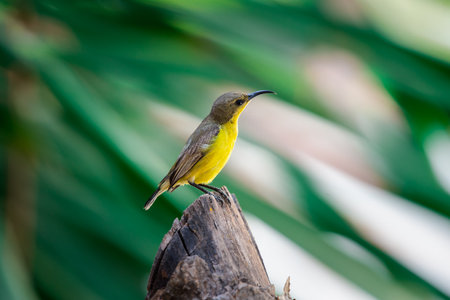 Bird (Olive-backed sunbird, Yellow-bellied sunbird) female yellow color perched on a tree in a nature wildの写真素材