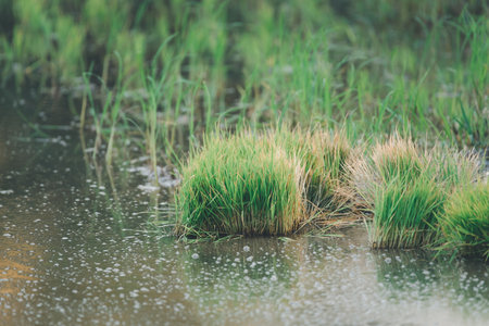 Landscape nature of rice field on rice paddy green color lush growing is a agriculture in asiaの写真素材