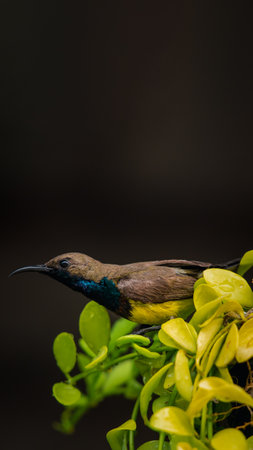 Bird (Olive-backed sunbird, Yellow-bellied sunbird) male yellow color perched on a tree in a nature wildの写真素材