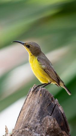 Bird (Olive-backed sunbird, Yellow-bellied sunbird) female yellow color perched on a tree in a nature wildの写真素材