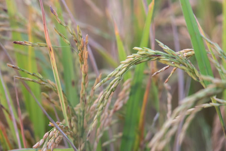 Landscape nature of rice field on rice paddy green color lush growing is a agriculture in asiaの写真素材