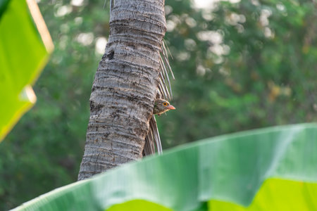 Bird (Lineated Barbet, Psilopogon lineatus, Megalaima lineata, Megalaimidae) Luminous green barbet with a streaked gray-brown head and a flesh-pink bill. Perched on a tree in a nature wildの写真素材